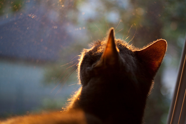 东方魔术师降临克利夫兰，赵继伟领军骑士险胜尼克斯，改写跨洋对决传奇