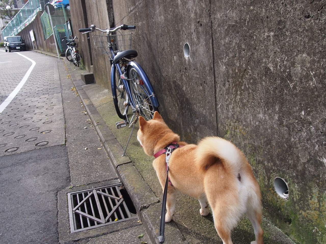 巴黎铁塔下的樱花凋零,黄鸭组合如何鸣响法国队逆转号角