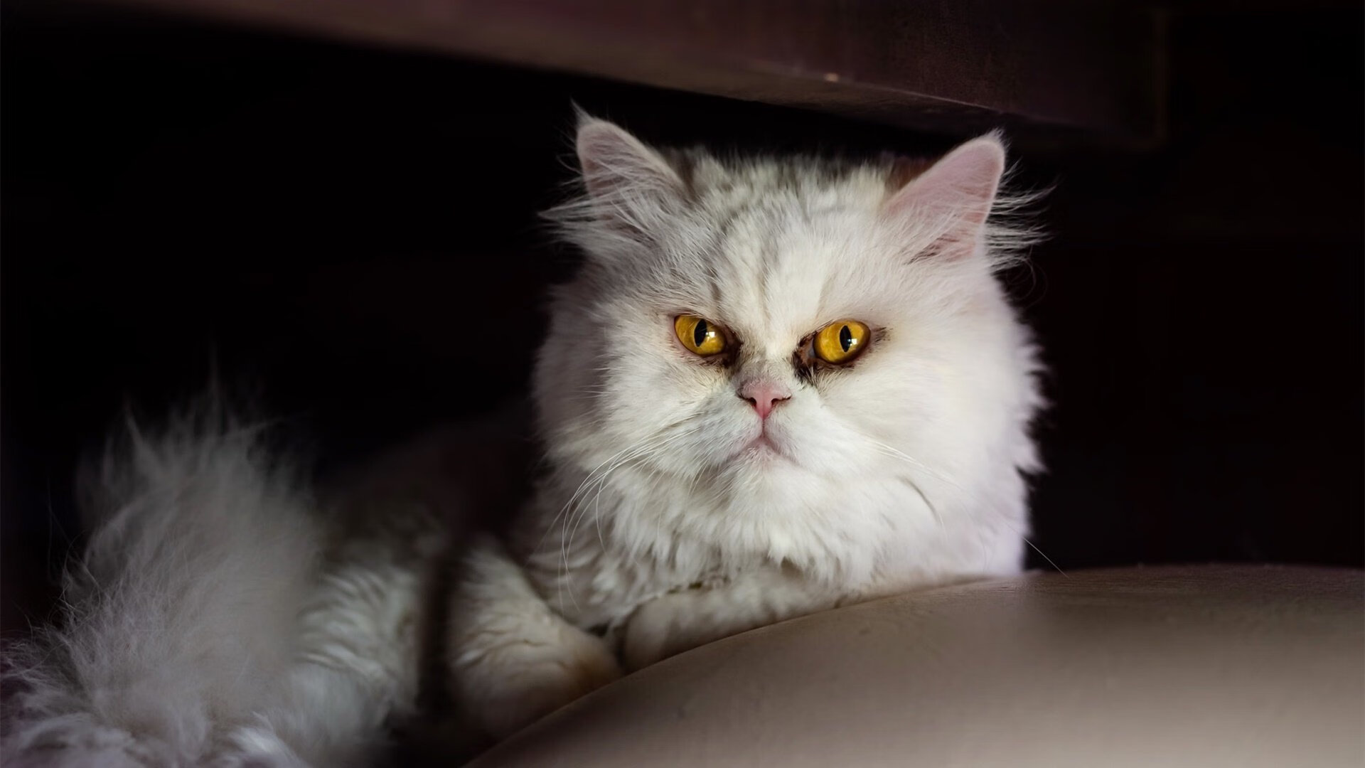 温布利的残响与凤凰城的烈焰，凯恩如何将一场俱乐部的复仇，淬炼成国家的加冕礼