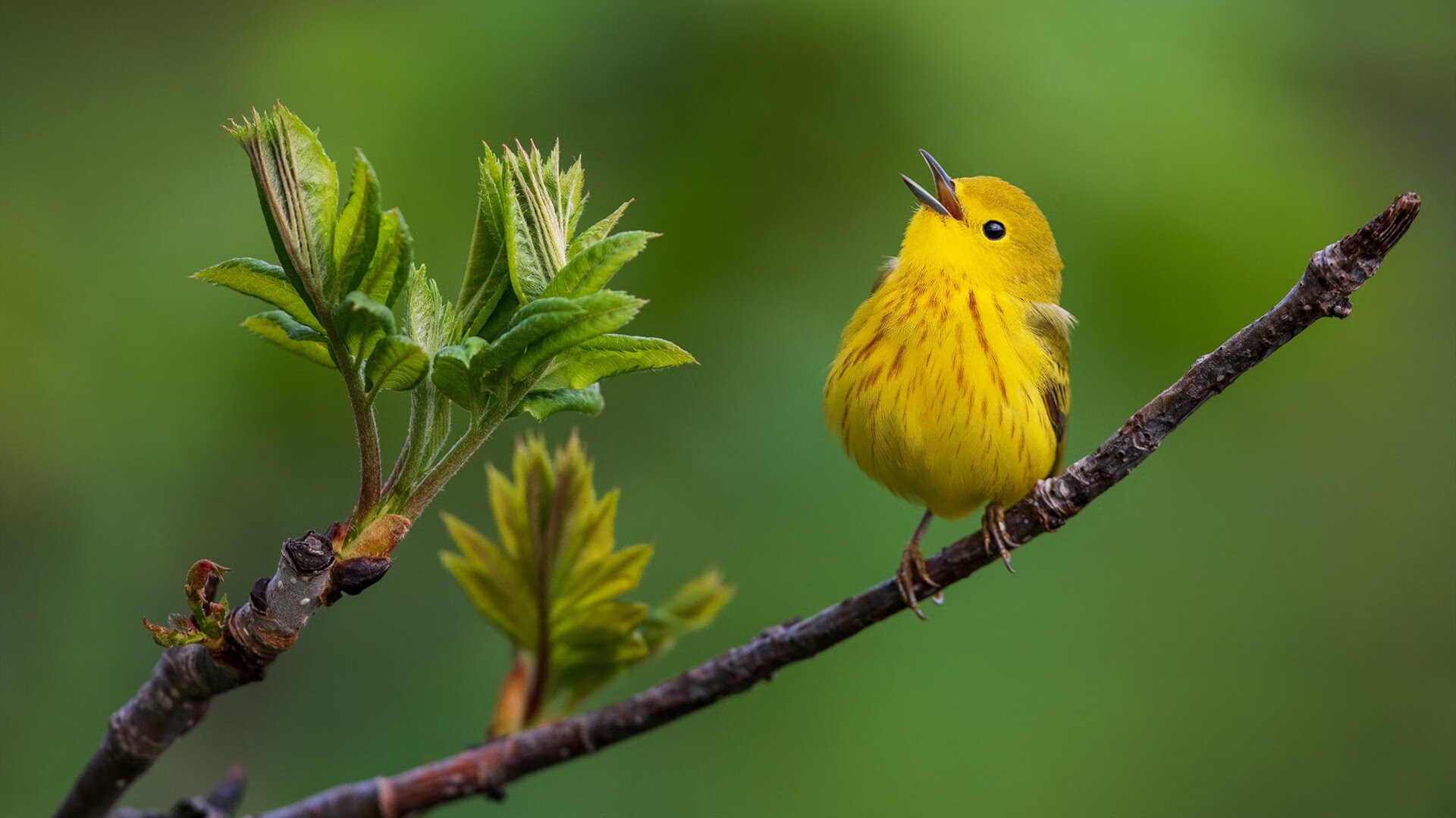 唯一之战，当三狮军团穿上天蓝—莫德里奇的传球，如何刺穿另一个曼城
