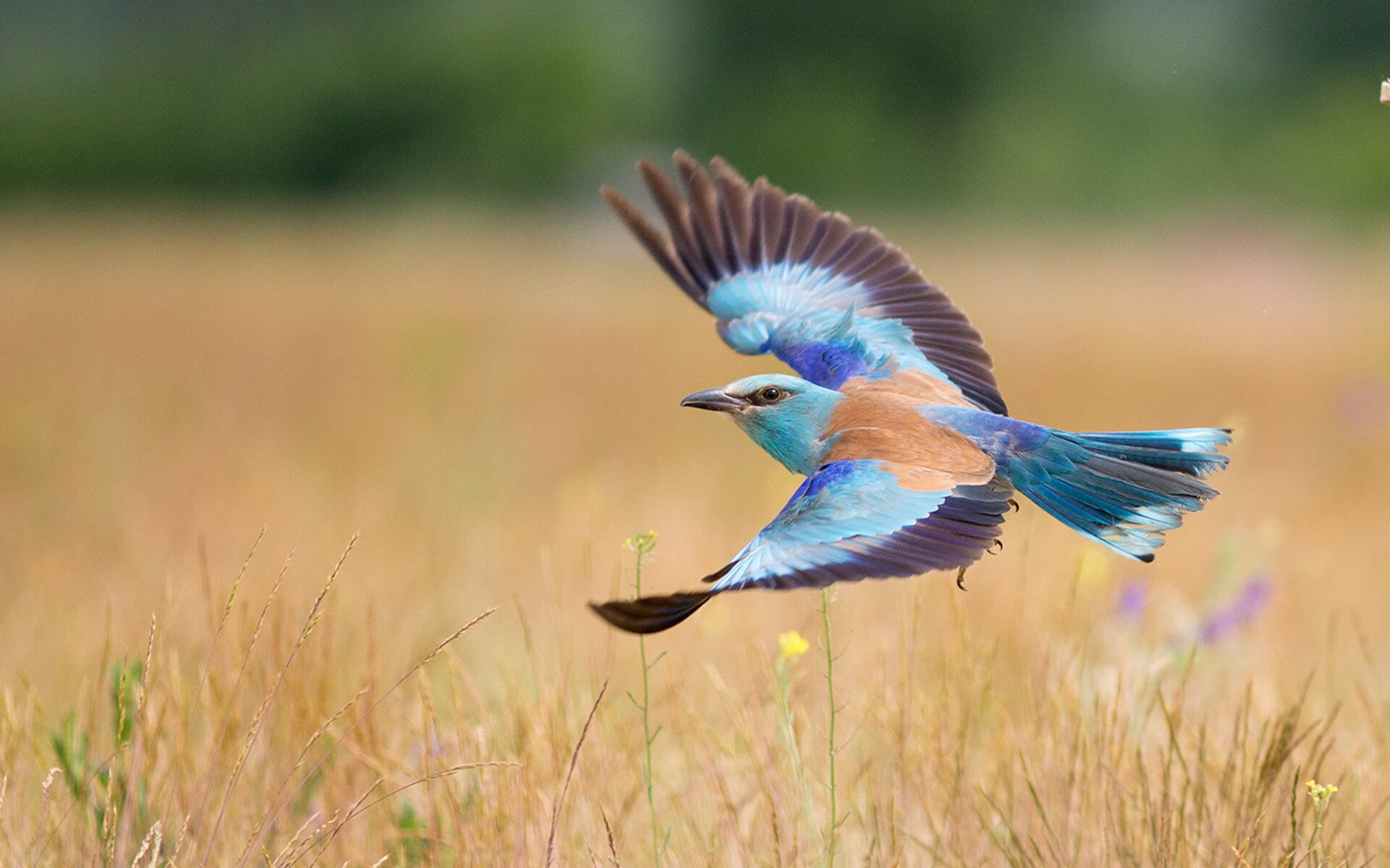 平行时空的篮球,当公牛角抵上海滩,克莱用三分雨写就唯一