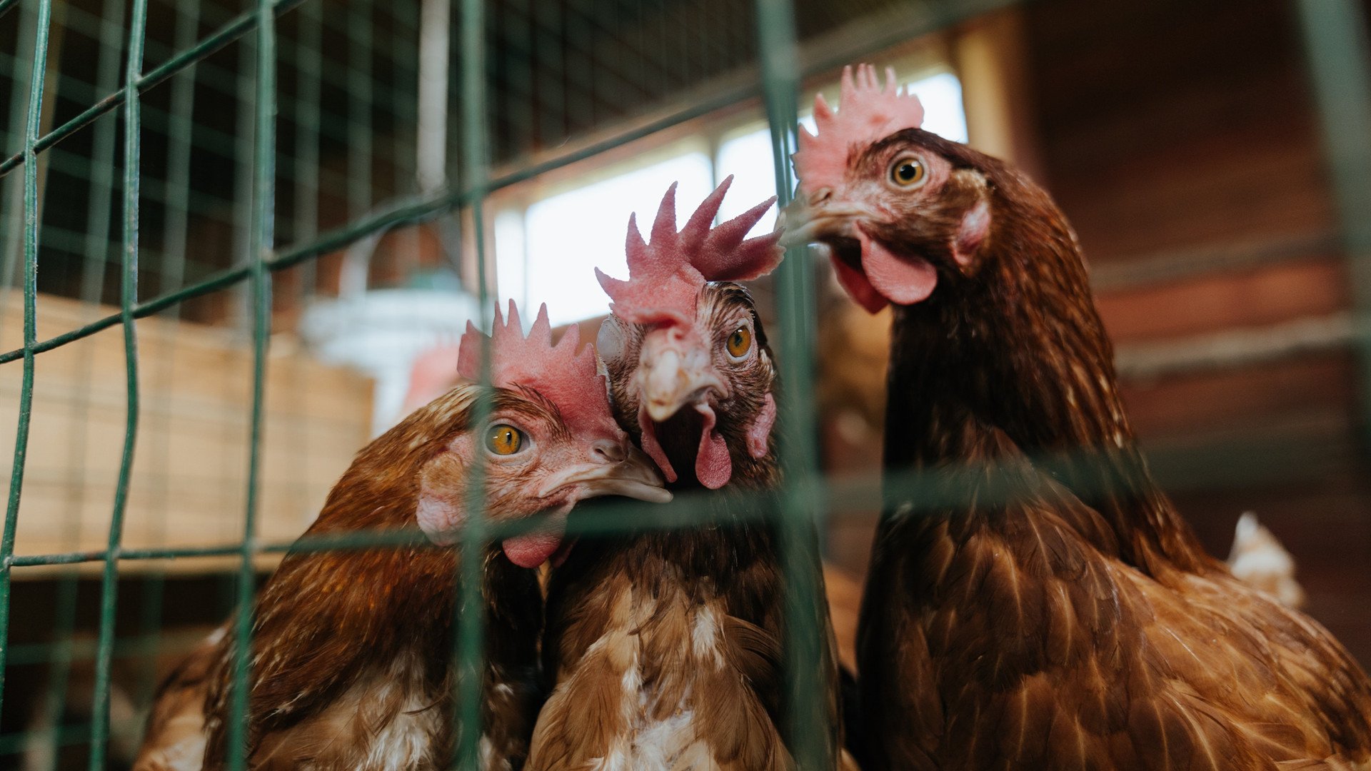 悬念终结者，班凯罗如何改写东决之夜