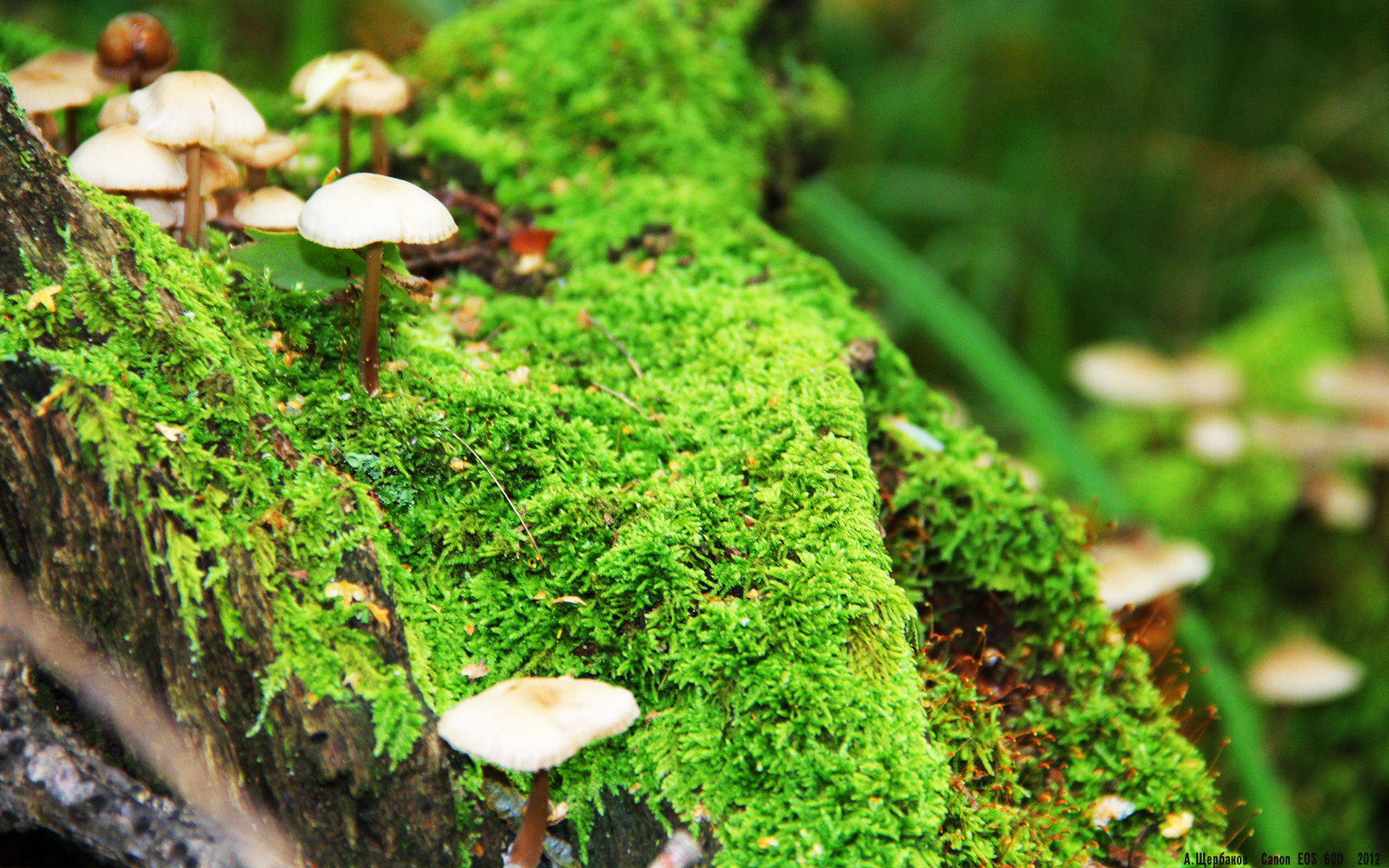 绿茵博弈，2026世界杯焦点战，沙漠之狐卡塔尔如何精准收割特兰加雄狮塞内加尔