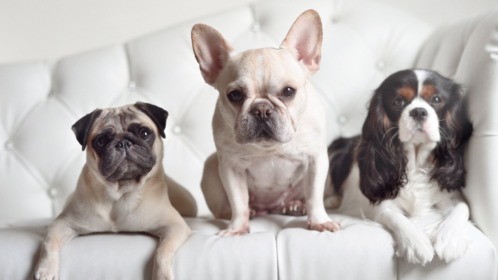 绝境刀锋！莱万92分钟手术刀出鞘，撕裂夜空定江山