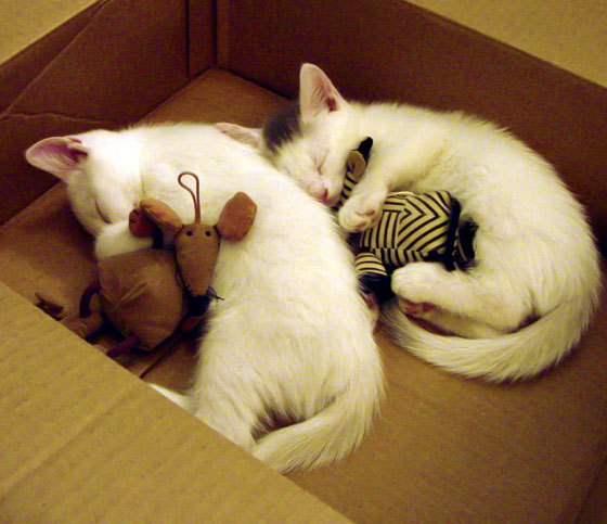 两种火焰的碰撞，利拉德与广厦队无法复制的交锋