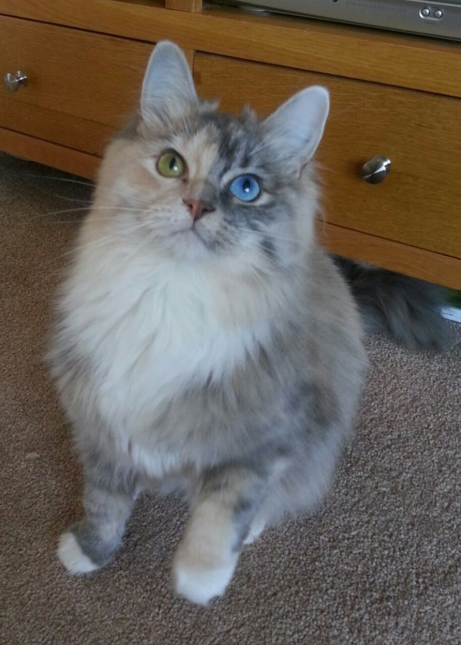 基耶萨一人撕裂三狮防线!曼联绝境重生,英格兰主场神话破灭