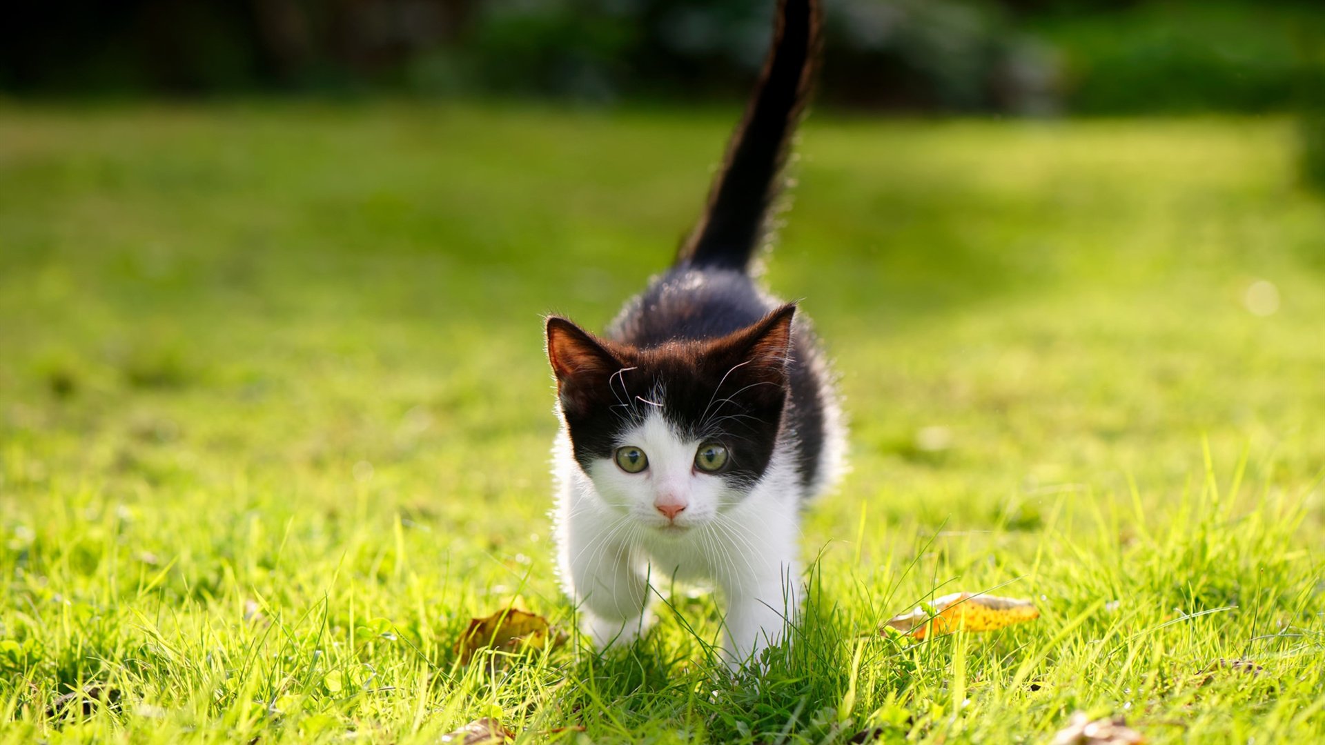 双线狂飙，当F1引擎的咆哮，遇见李刚仁穿云的弧线