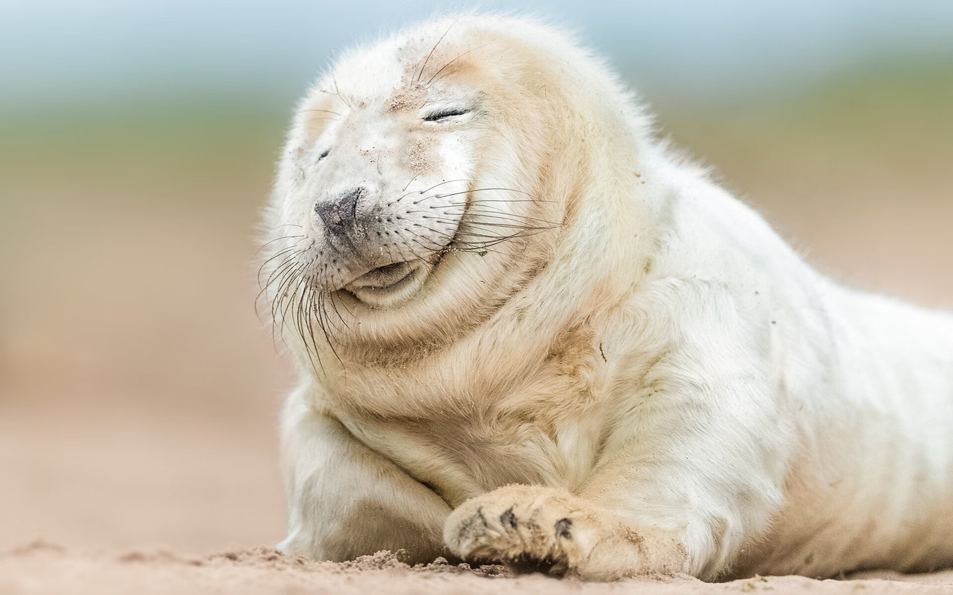 冰雪战士与铁血雄鸡的对决，芬兰能否在北美冻土上阻挡法兰西？