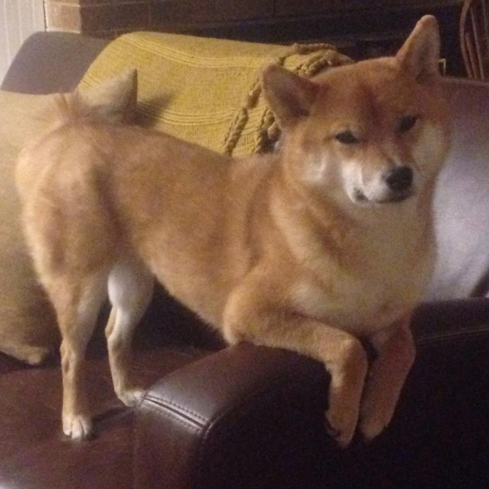 沙漠球场破晓前，他用雷电撕裂所有质疑—克瓦拉茨赫利亚唯一的美加墨世界杯之夜