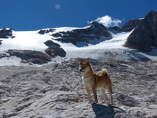 切特vs约基奇，嫩竹撬动雪山