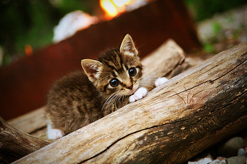 北境绞杀,苏格兰精密战术如何锁死加勒比海风暴