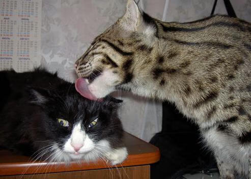 2026世界杯之夜，当克莱·汤普森在全息绿茵场上轰下60分