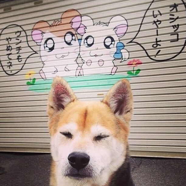 跨越次元的黑马，当浙江稠州银行遇上休斯顿火箭