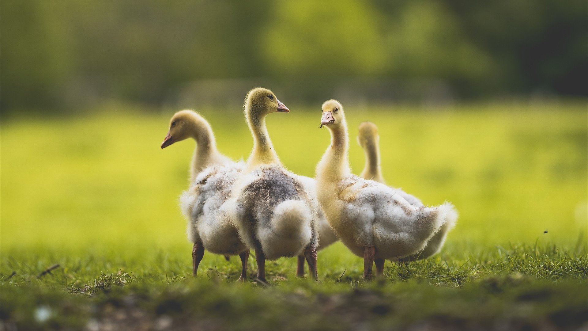 抢七夜的奥利维耶法则，当冰与火的对决，凝成一颗舍我其谁的孤胆