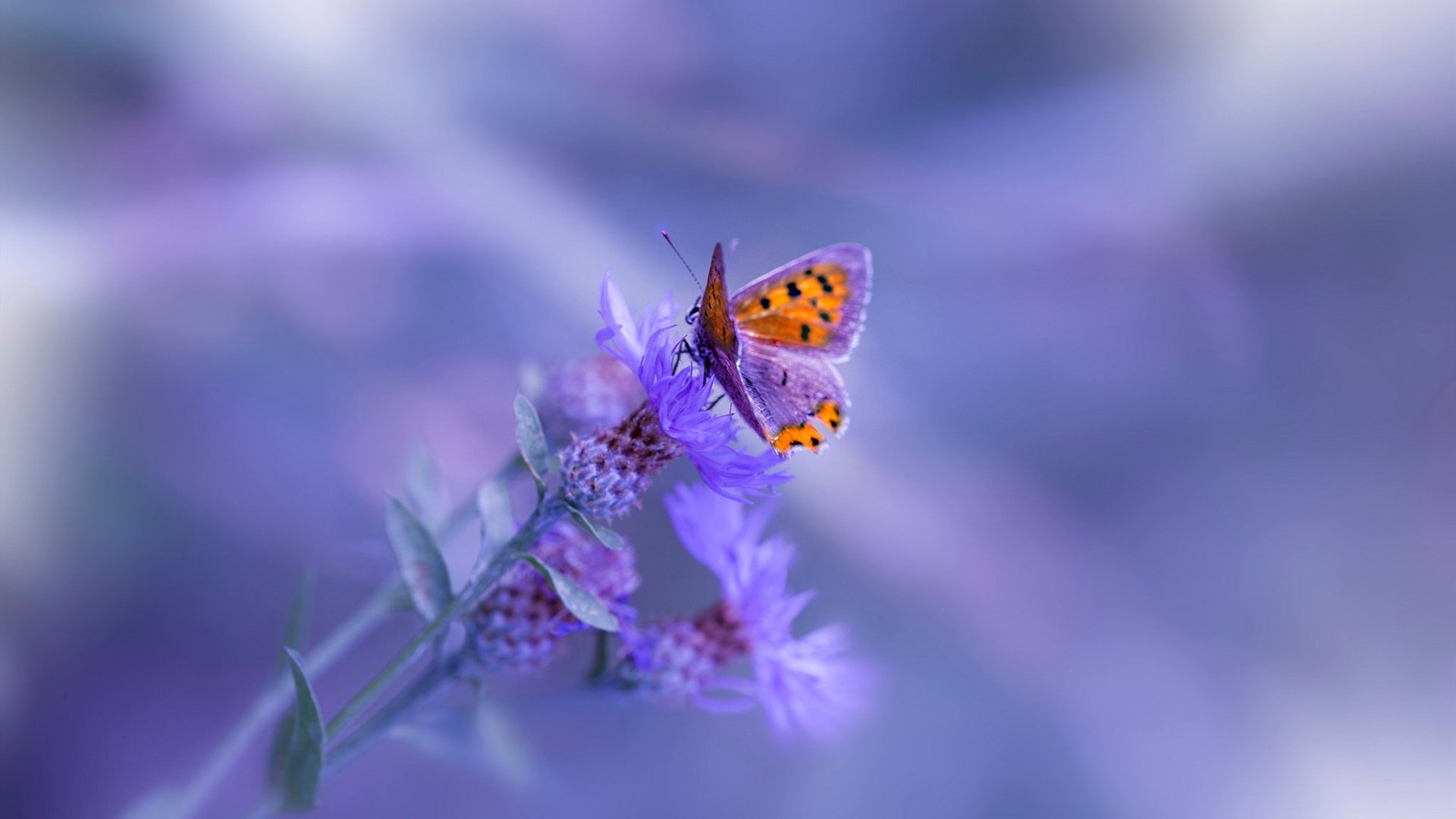 英格拉姆关键先生本色，新疆队强势击溃吉林队