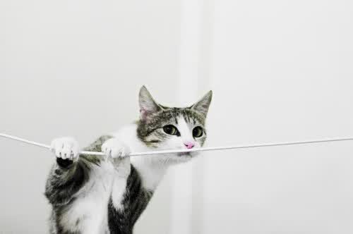 星条旗陨落之夜,萨内那一刀,刺穿了2026的玫瑰碗